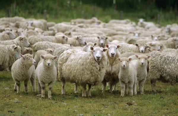 Flock Of Sheep Victims Of Drunk Driving Crash